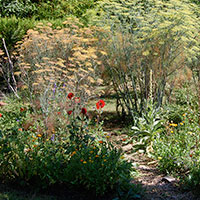 Fennel and dahlias