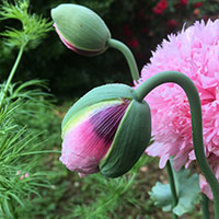 Pink poppy